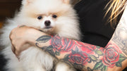 Can Dogs Get Tattoos