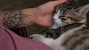 60+ Cat Memorial Tattoo Ideas for My Cats [2026 Ultimate Guide]
