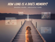 Do Dogs Have Good Memories? How Long is a Dogs Memory? 